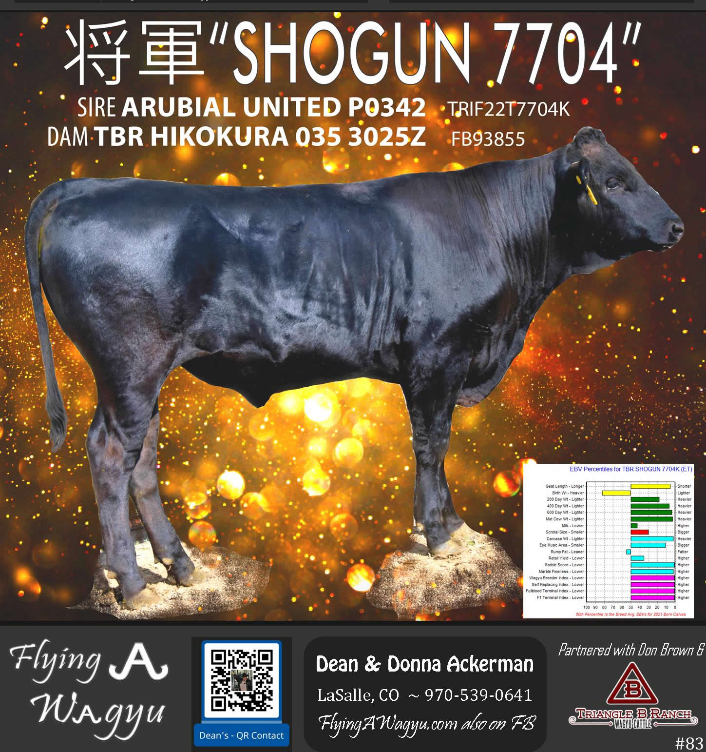 Shogun 7704 - Flying A Wagyu 100% Full Blood Black Wagyu