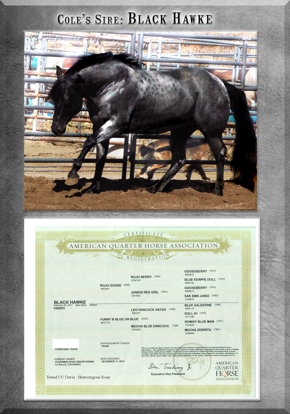 Horses For Sale, from Weanlings to Finished Horse & Broodmares For Sale