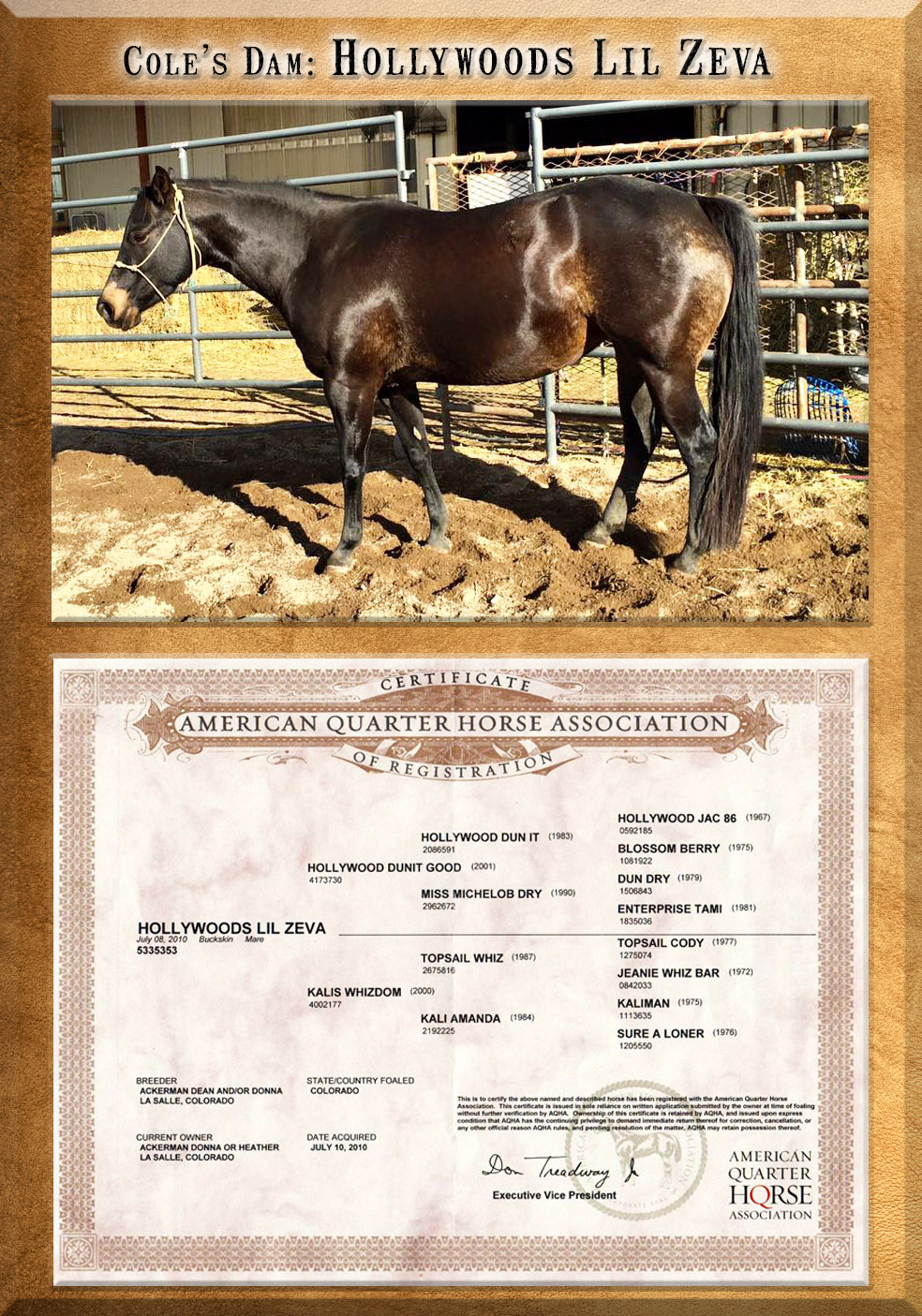 Horses For Sale, from Weanlings to Finished Horse & Broodmares For Sale