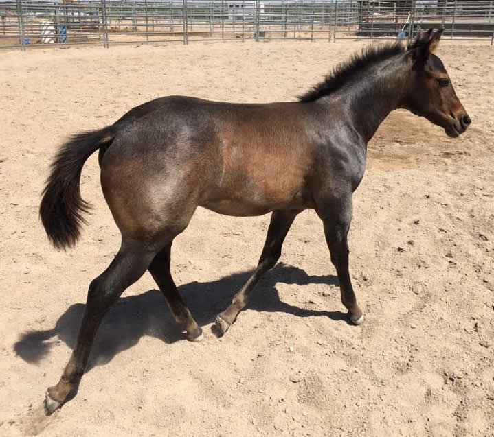 Horses For Sale, from Weanlings to Finished Horse & Broodmares For Sale