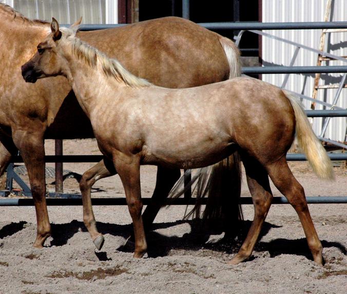 Horses For Sale, from Weanlings to Finished Horse & Broodmares For Sale. Reining, Cutting