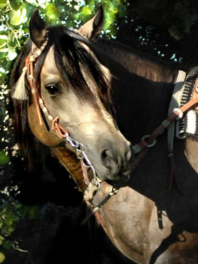 Hollywood Dunit Good Buckskin Stallion Standing at Ackermans Performance Horses