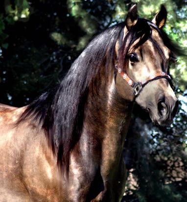 Hollywooddunit Good Buskskin Stallion Ackerman Performance Horses