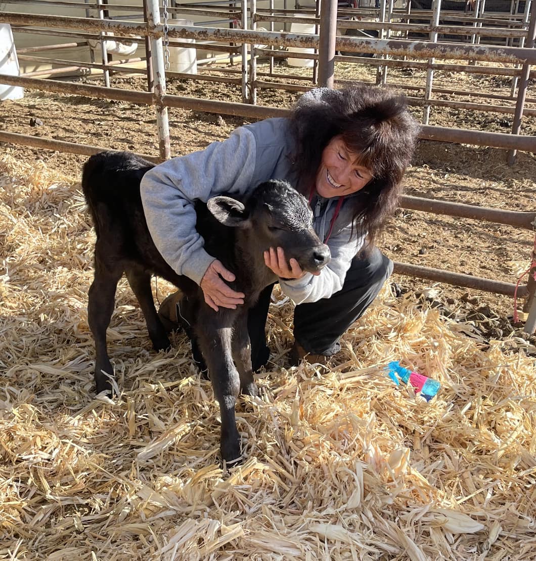 Dean working Calves  at Flying A Wagyu, Located in Northern Colorado 