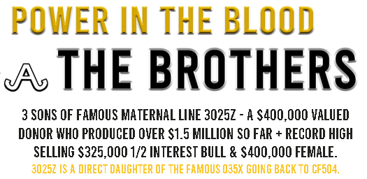 POWER IS IN THE BLOOD 3 Sons of Famous Maternal Line 3025Z - a $400,000 valued donor who produced over 
$1.5 million so far + record high selling $325,000 1/2 interest bull & $400,000 female.  
3025Z is a direct daughter of the famous 035X going back to CF504.