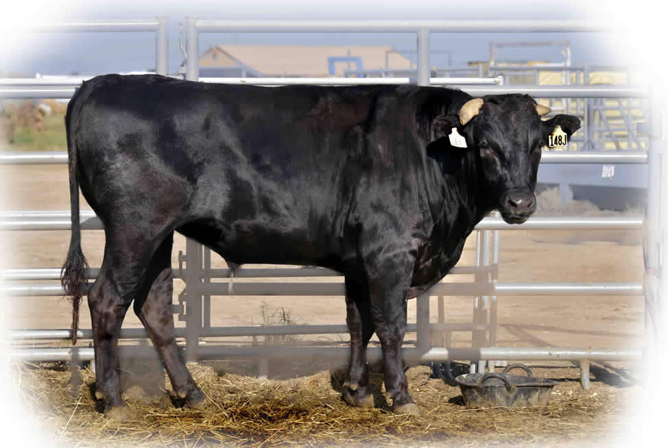 JDH L10 Yasufuku 148J ET "Cash" Full Blood Wagyu Black Bull Bar V 618D ET FB24437 Frozen Semen Available