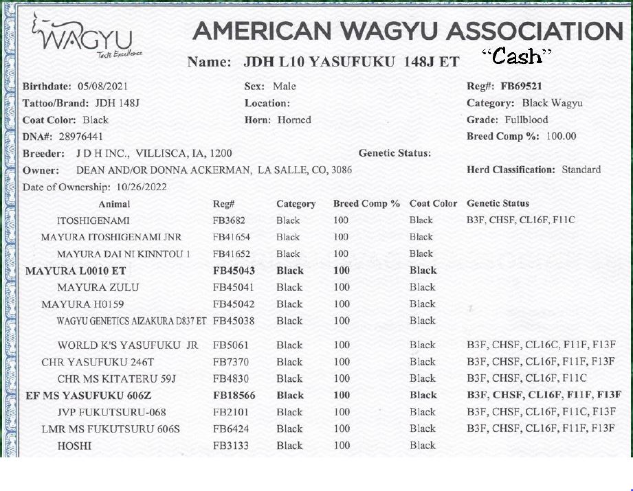 JDH L10 Yasufuku 148J ET "Cash" Papers Full Blood Wagyu Black Bull Bar V 618D ET FB24437 Frozen Semen Available