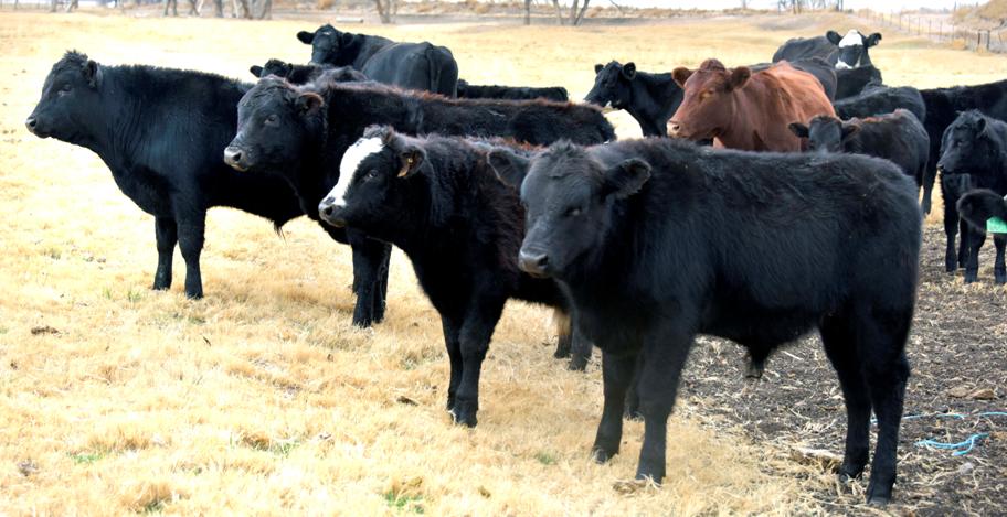 Full Blood Wagyu, F1 and F2 Crosses, Cattle for Sale