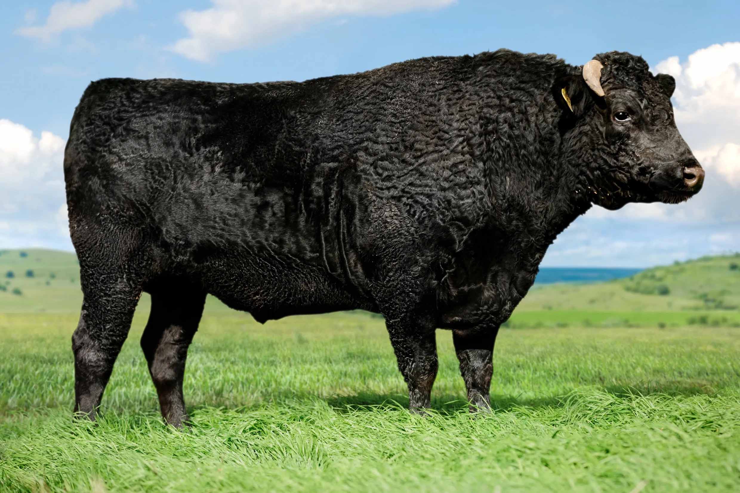 TBR EMPEROR 8142 SIRE MAYURA L0010 - EMPEROR IS STANDING AT  Flying A Wagyu 100% Full Blood Black Wagyu