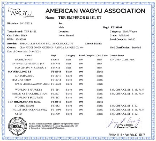 TBR EMPEROR 8142 - Flying A Wagyu 100% Full Blood Black Wagyu - Papers