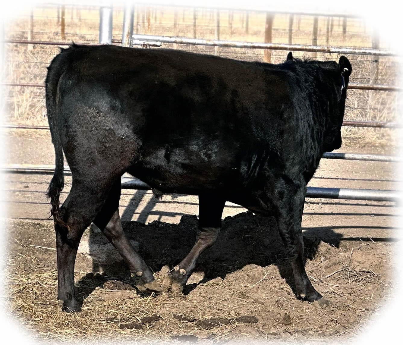 TBR EMPEROR 8142 - Flying A Wagyu 100% Full Blood Black Wagyu