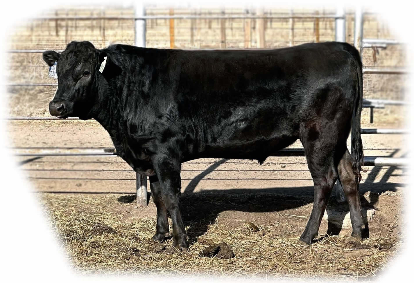 TBR EMPEROR 8142 - Flying A Wagyu 100% Full Blood Black Wagyu
