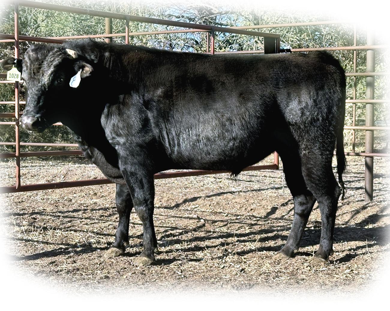 LMR RIO 2194K ET - LMRF22T2194 - FB111302 - Flying A Wagyu 100% Full Blood Black Wagyu