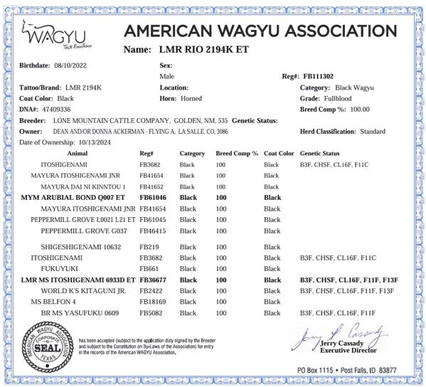 LMR RIO 2194K ET - LMRF22T2194 - FB111302 - Flying A Wagyu 100% Full Blood Black Wagyu - Papers