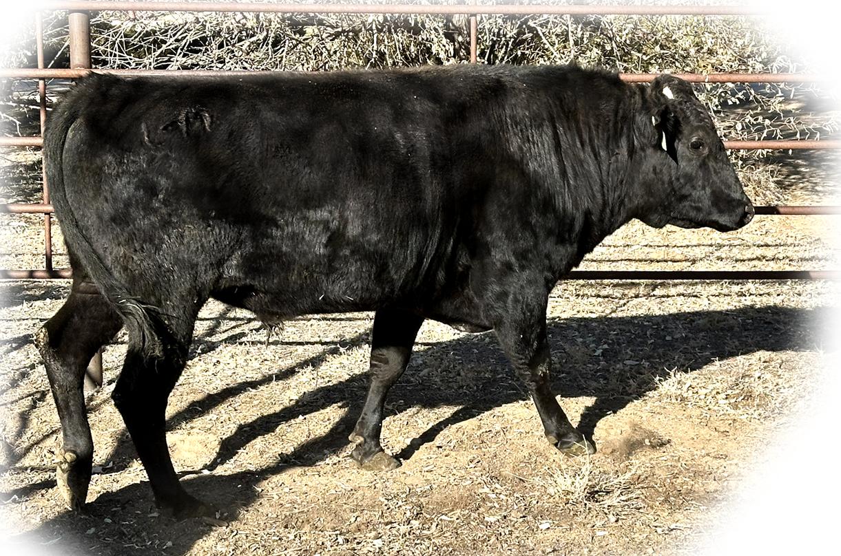 LMR RIO 2194K ET - LMRF22T2194 - FB111302 - Flying A Wagyu 100% Full Blood Black Wagyu