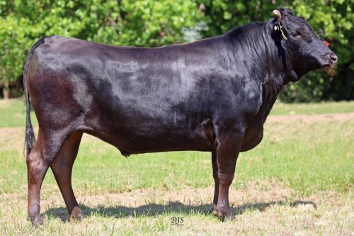 LMR RIO 2194K ET - LMRF22T2194 - FB111302 - SIRE MYMFQ007 ARUBIAL BOND Q007 (AI) (ET) - Rio is standing at Flying A Wagyu 100% Full Blood Black Wagyu