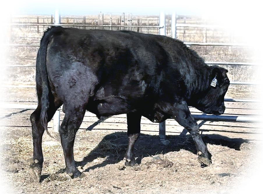 TBR Shanghi 8122L - TRIF23U8122L - FB107805 - Flying A Wagyu 100% Full Blood Black Wagyu