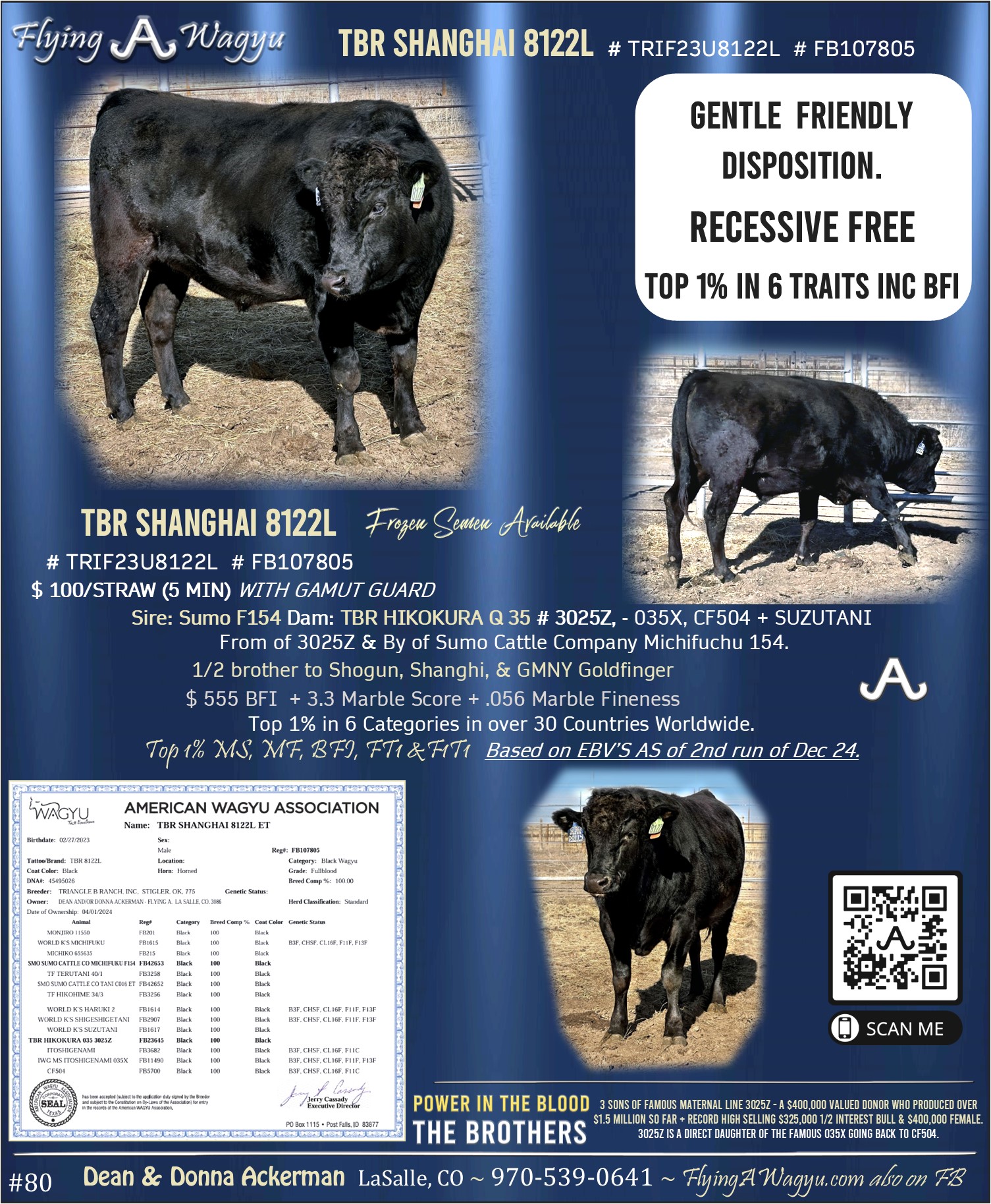 TBR Shanghi 8122L - TRIF23U8122L - FB107805 - Flying A Wagyu 100% Full Blood Black Wagyu Flyer