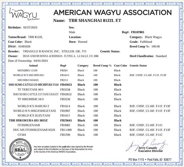 TBR Shanghi 8122L - TRIF23U8122L - FB107805 - Flying A Wagyu 100% Full Blood Black Wagyu - Papers
