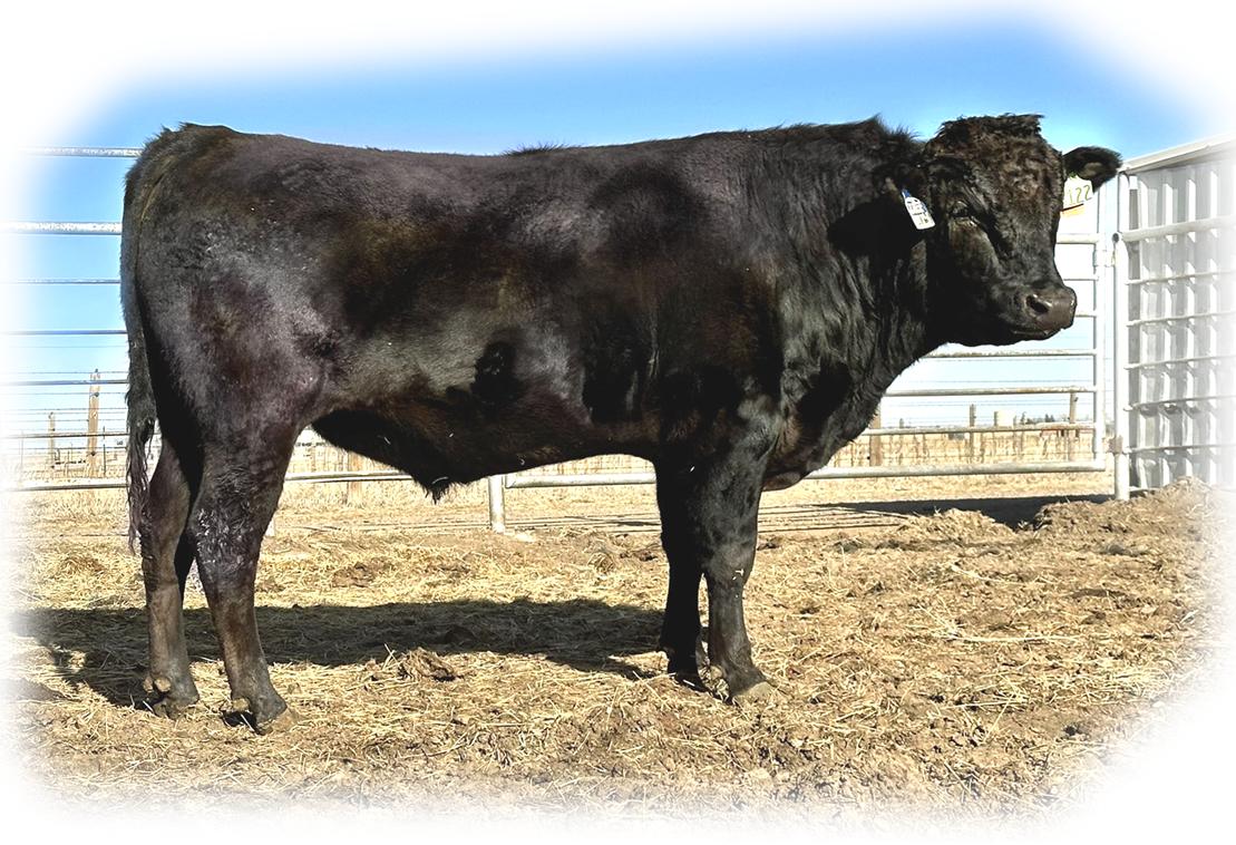 TBR Shanghi 8122L - TRIF23U8122L - FB107805 - Flying A Wagyu 100% Full Blood Black Wagyu