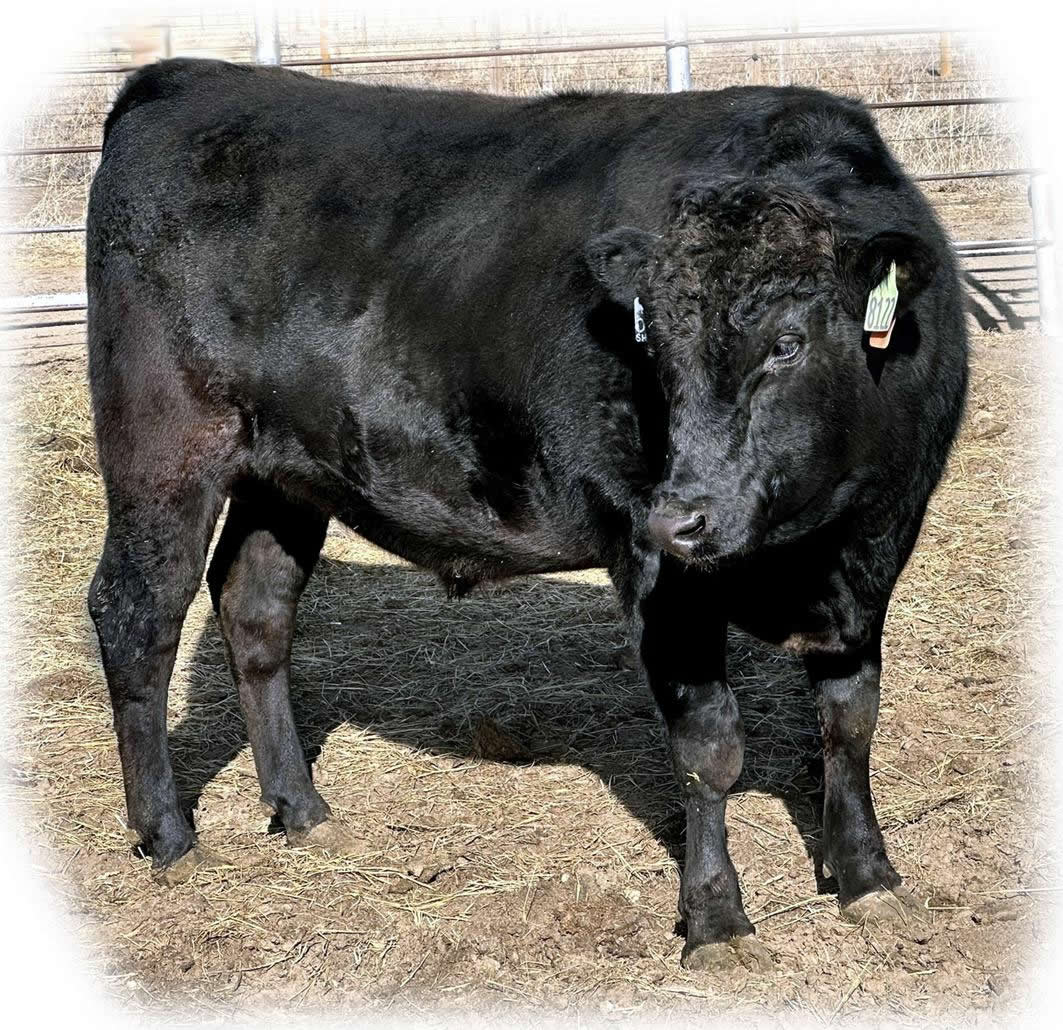 TBR EMPEROR 8142 - Flying A Wagyu 100% Full Blood Black Wagyu