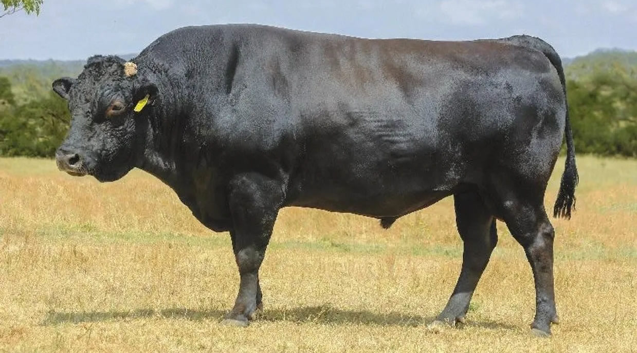 TBR Shanghi 8122L - TRIF23U8122L - FB107805 - Flying A Wagyu 100% Full Blood Black Wagyu