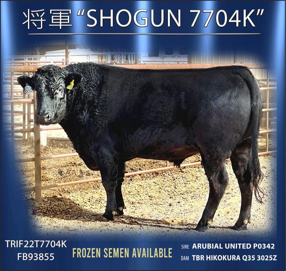 Shogun 7704k  FB93855, TRIF22T7704K - Flying A Wagyu 100% Full Blood Black Wagyu
