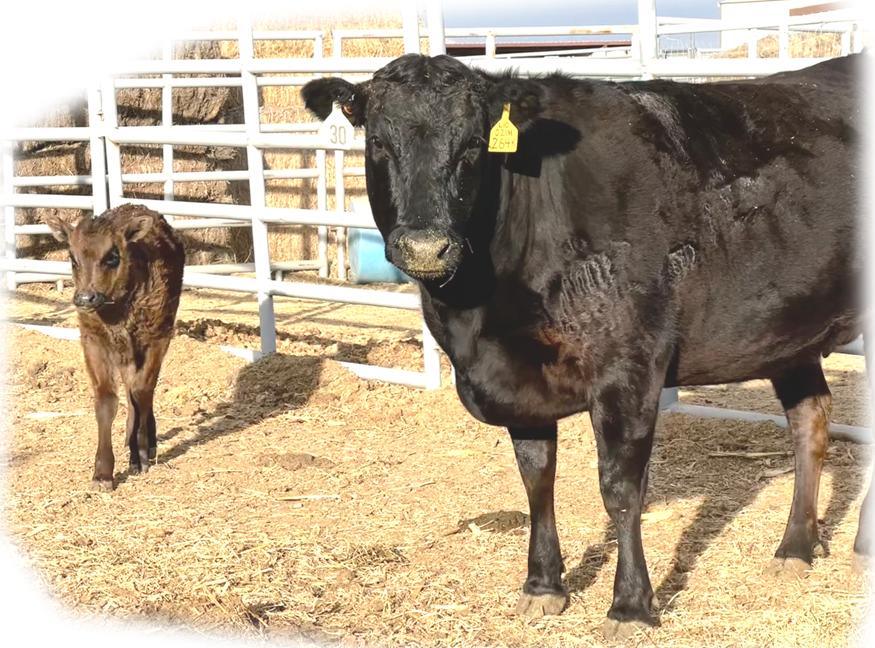 Shogun 7704  Black Wagyu Full Blood Bull Highest Seller in USA  as a Two Year Old