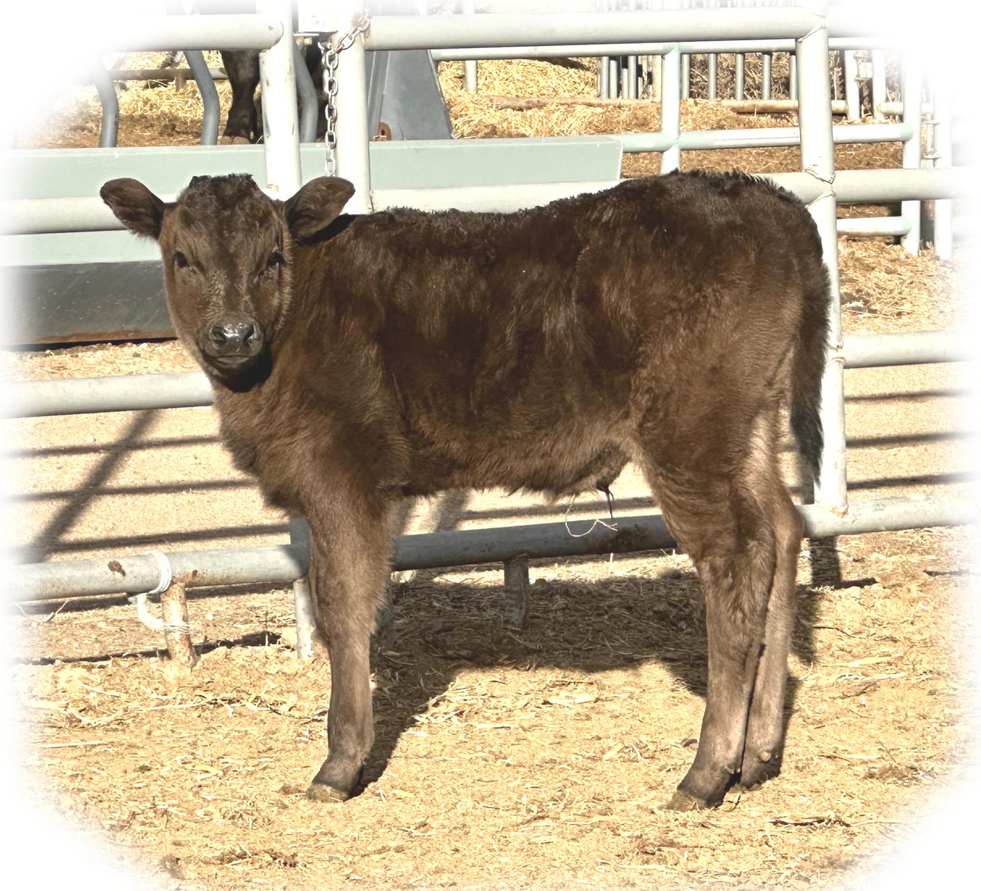 Shogun 7704  Black Wagyu Full Blood Bull Highest Seller in USA  as a Two Year Old