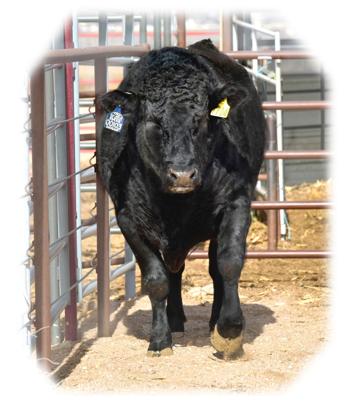 Shogun 7704  Black Wagyu Full Blood Bull Highest Seller in USA  as a Two Year Old