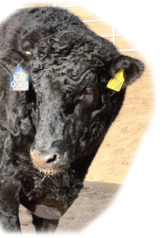 Shogun 7704  Black Wagyu Full Blood Bull Highest Seller in USA  as a Two Year Old