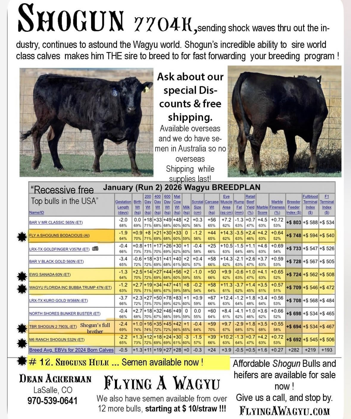 Shogun 7704  Black Wagyu Full Blood Bull Highest Seller in USA  as a Two Year Old