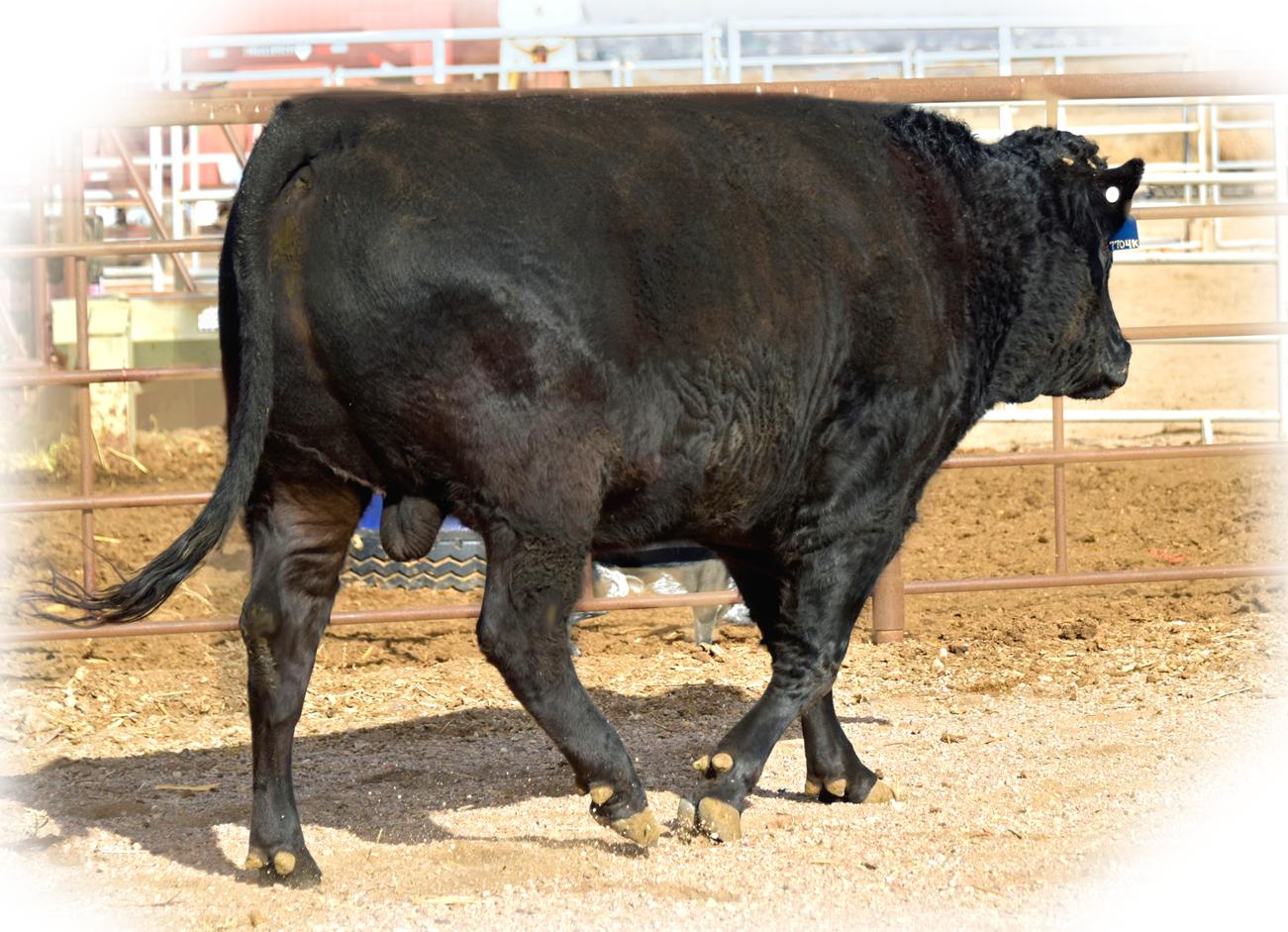 Shogun 7704  Black Wagyu Full Blood Bull Highest Seller in USA  as a Two Year Old