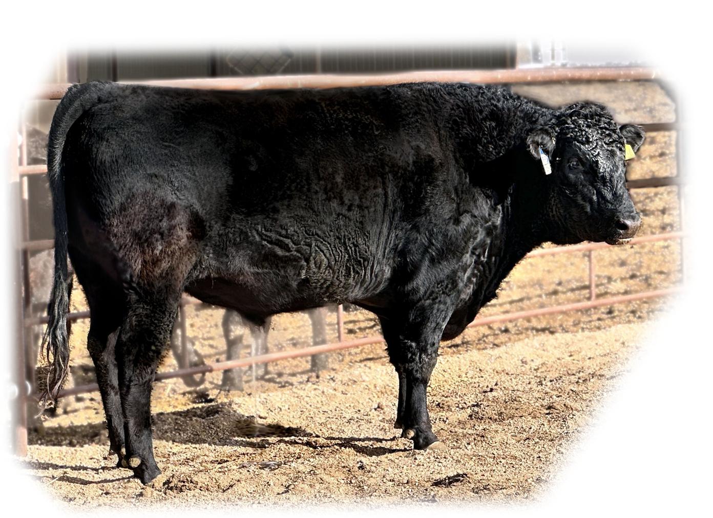 Shogun 7704  Black Wagyu Full Blood Bull Highest Seller in USA  as a Two Year Old