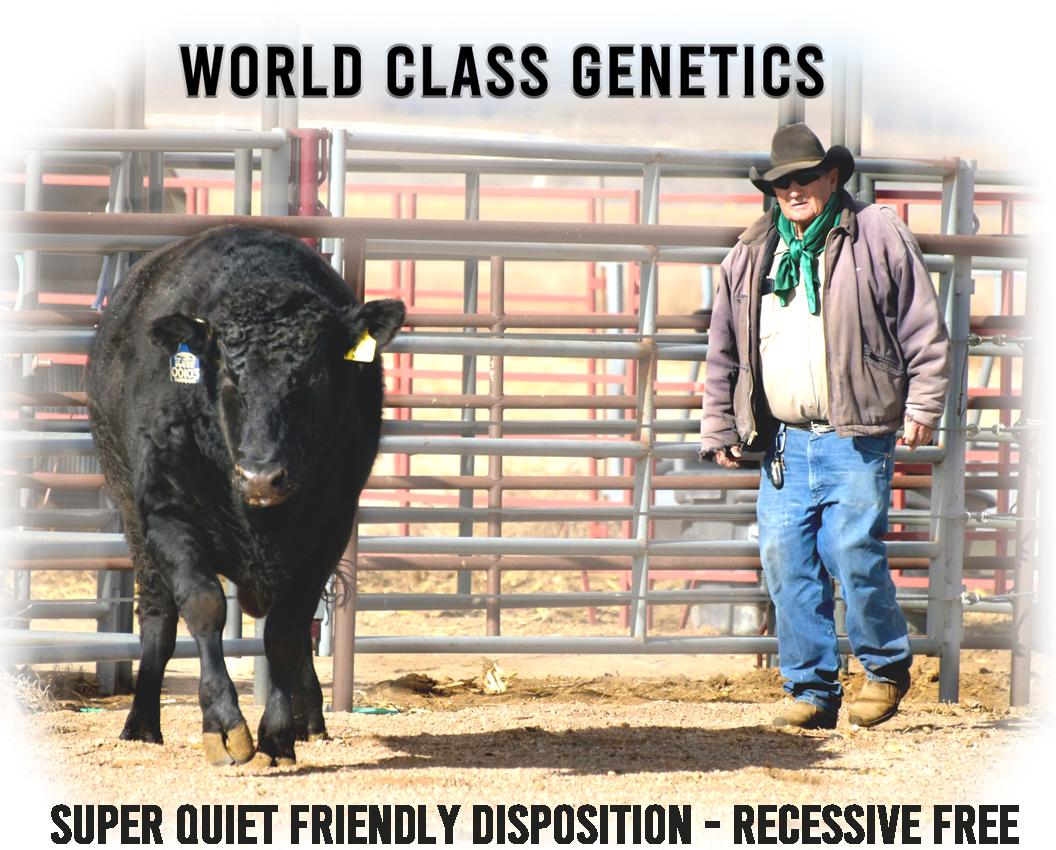 Shogun 7704  Black Wagyu Full Blood Bull Highest Seller in USA  as a Two Year Old