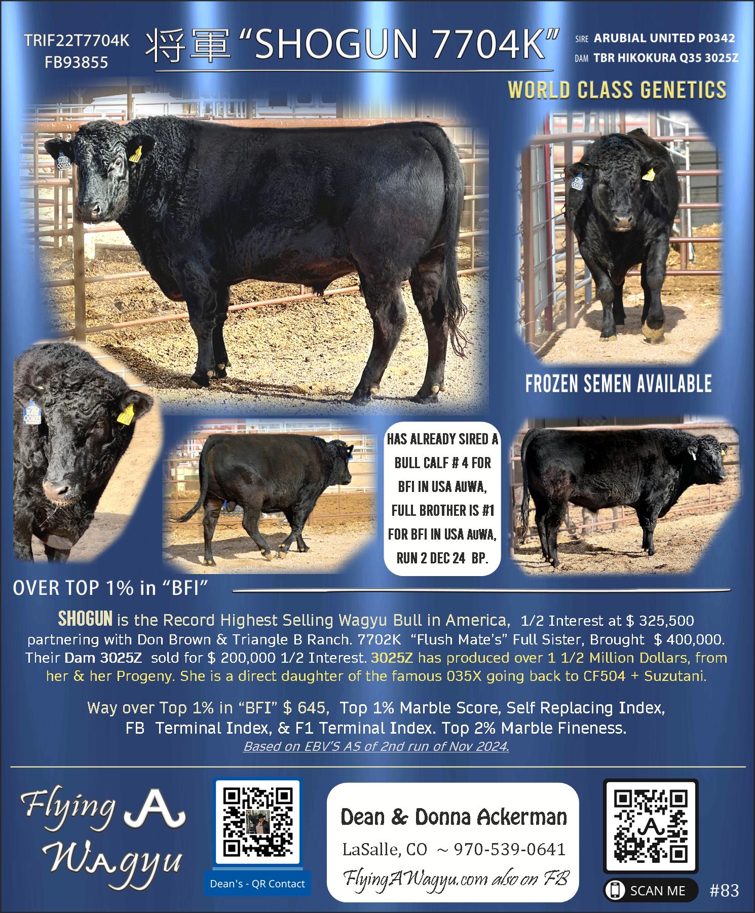 Shogun 7704 - Flying A Wagyu 100% Full Blood Black Wagyu  as a Two Year Old