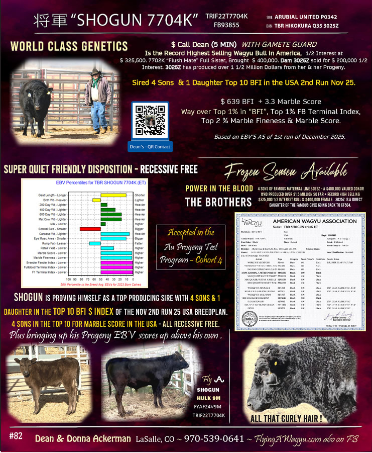 Shogun 7704 - Flying A Wagyu 100% Full Blood Black Wagyu  as a Two Year Old