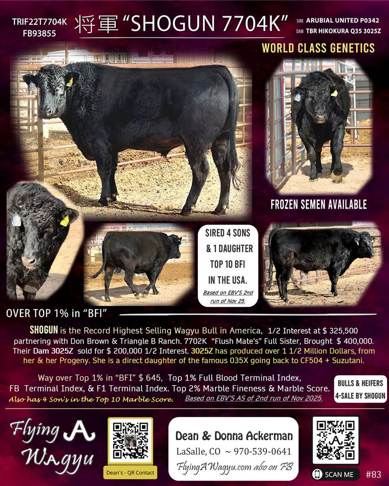 Shogun 7704 - Flying A Wagyu 100% Full Blood Black Wagyu  as a Two Year Old