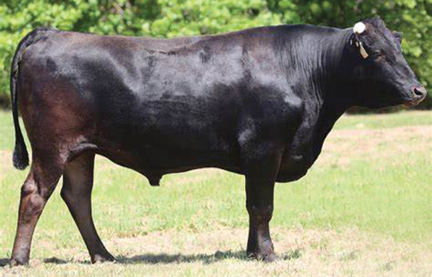 SHOGUN'S SIRE: MYMFP0342 ARUBIAL UNITED P0342