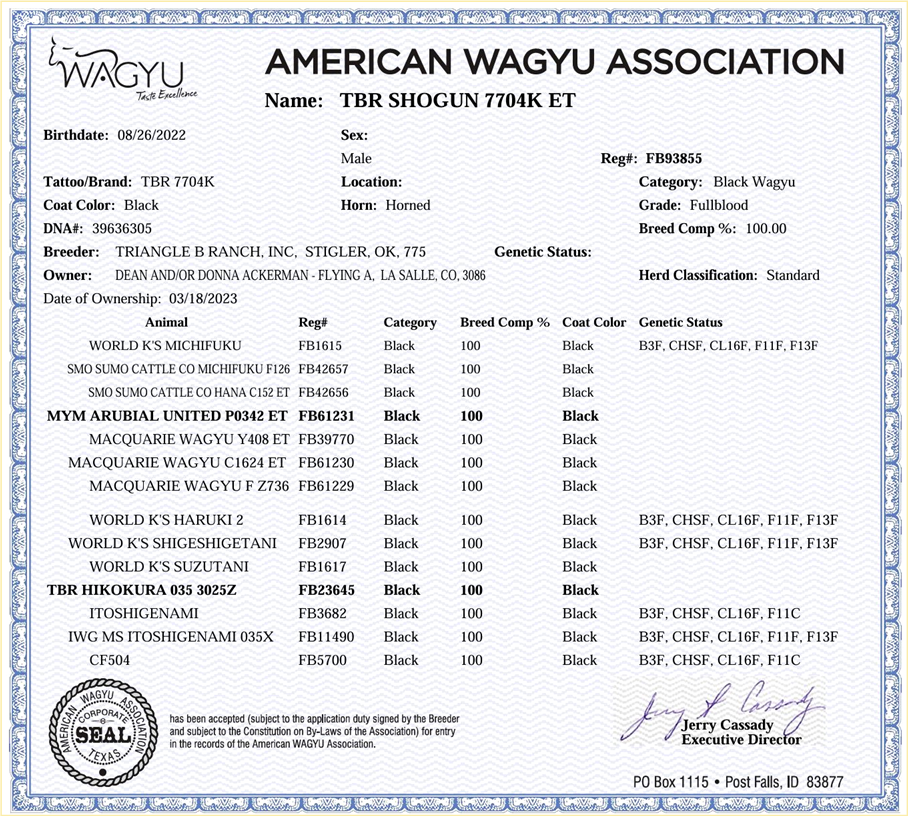 Shogun 7704k  FB93855, TRIF22T7704K - Flying A Wagyu 100% Full Blood Black Wagyu
