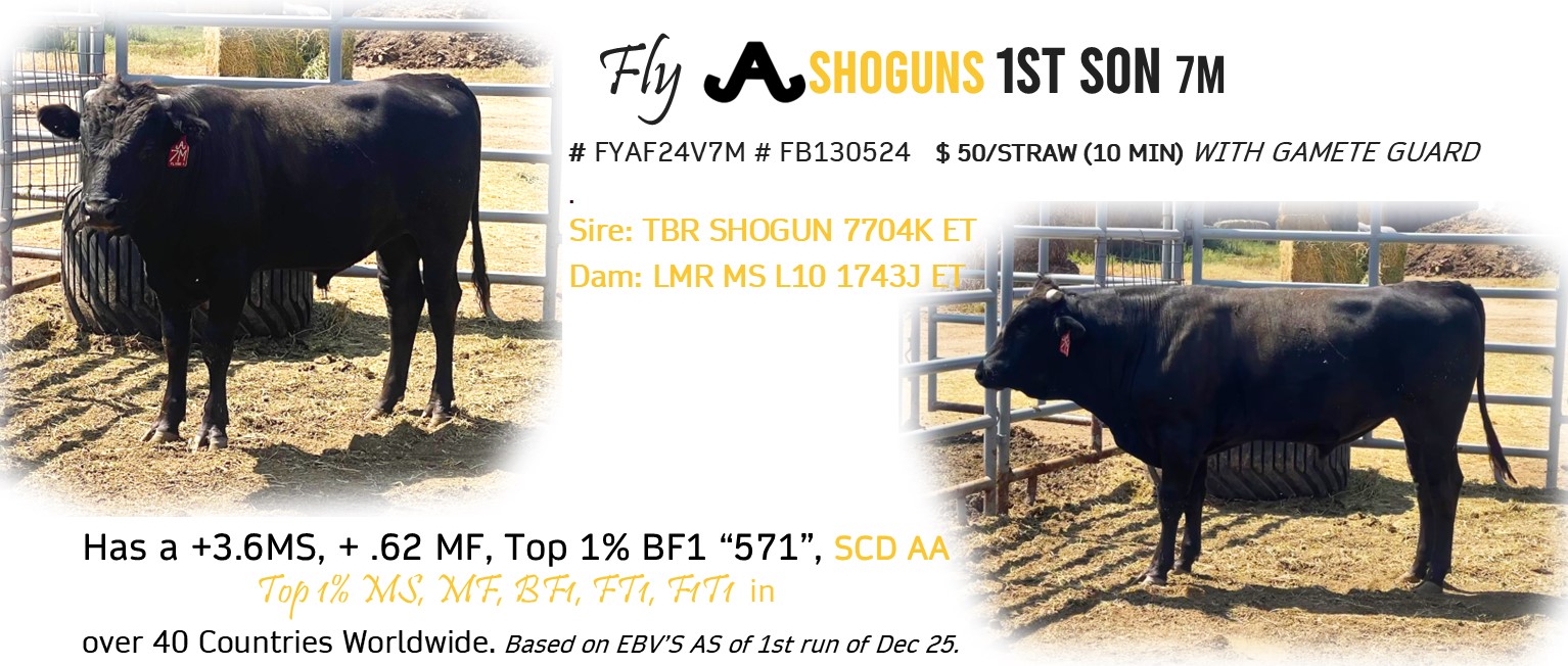 Fly A  SHOGUNs 1st Son 7M 