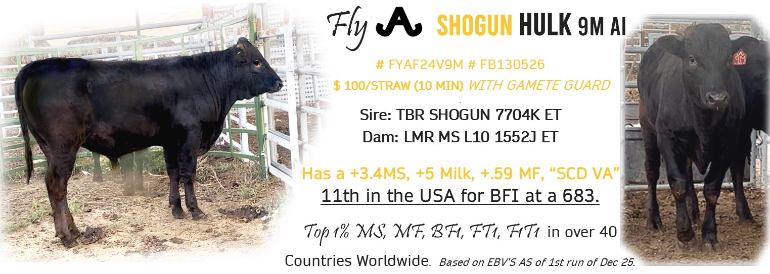  Fly A SHOGUN HULK 9M