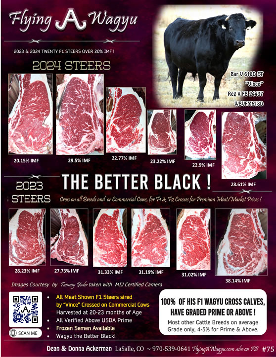 Flying A Wagyu Meat and Weatherford for Sale