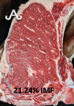 Full Blood Wagyu Black Bull Bar V 618D ET FB24437 IMF % Picture taken with MIJ Certified Camera