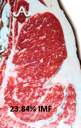 Full Blood Wagyu Black Bull Bar V 618D ET FB24437 IMF % Picture taken with MIJ Certified Camera