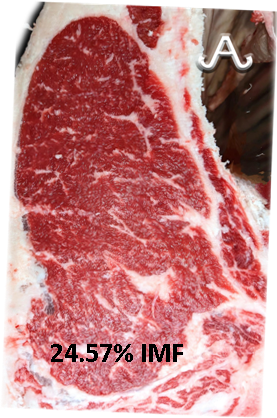 Full Blood Wagyu Black Bull Bar V 618D ET FB24437 IMF % Picture taken with MIJ Certified Camera