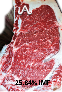 Full Blood Wagyu Black Bull Bar V 618D ET FB24437 IMF % Picture taken with MIJ Certified Camera