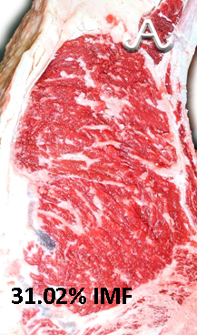 Full Blood Wagyu Black Bull Bar V 618D ET FB24437 IMF % Picture taken with MIJ Certified Camera