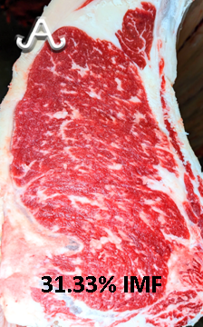 Full Blood Wagyu Black Bull Bar V 618D ET FB24437 IMF % Picture taken with MIJ Certified Camera