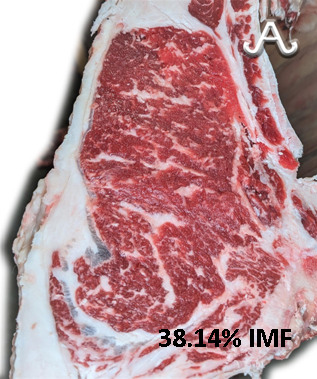 Full Blood Wagyu Black Bull Bar V 618D ET FB24437 IMF % Picture taken with MIJ Certified Camera